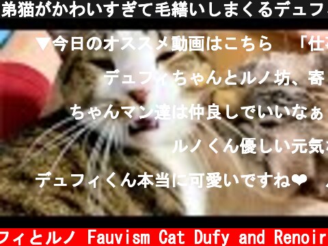 弟猫がかわいすぎて毛繕いしまくるデュフィと、ひたすら甘える子猫  (c) 猫のデュフィとルノ Fauvism Cat Dufy and Renoir